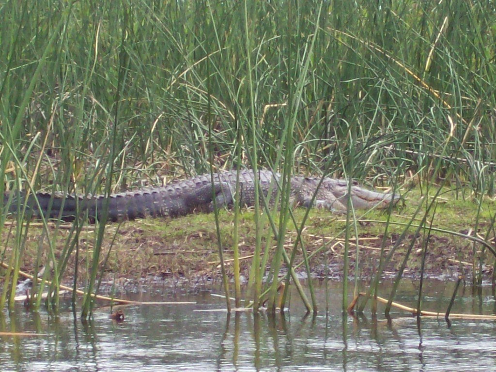 Gator on lake poinsett by odinsson