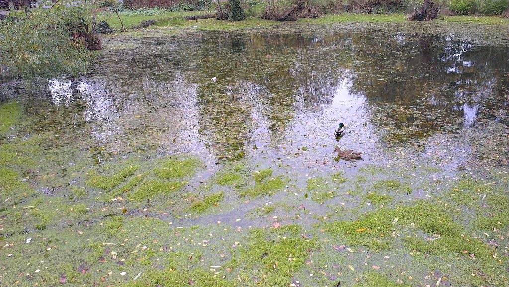 Pond near Totteridge Green by tvsaru