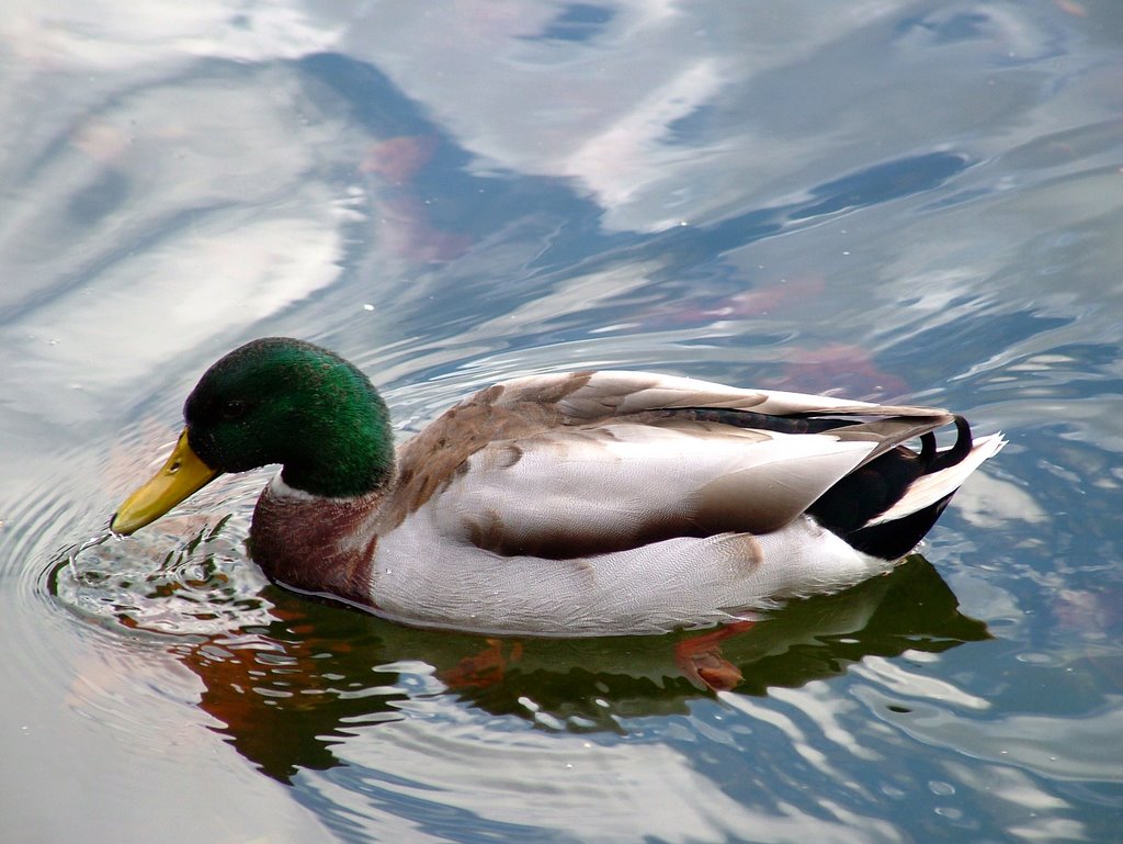 Duck in St Stephens Green Dublin by zigfy92