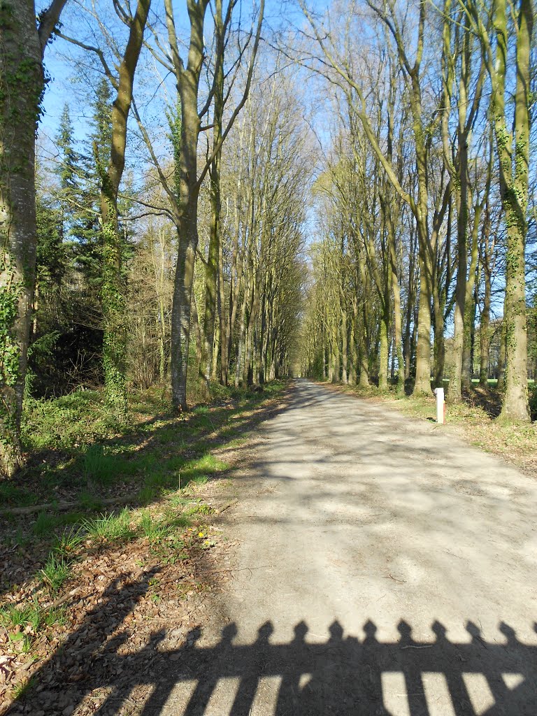 Allée du Château de la Bourbansais by gisou56