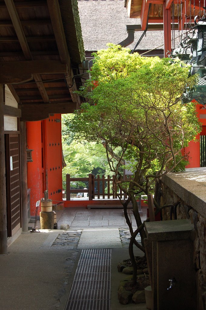 Nara: Nice small tree in Kasuga Shrine by Stefan Philippsen