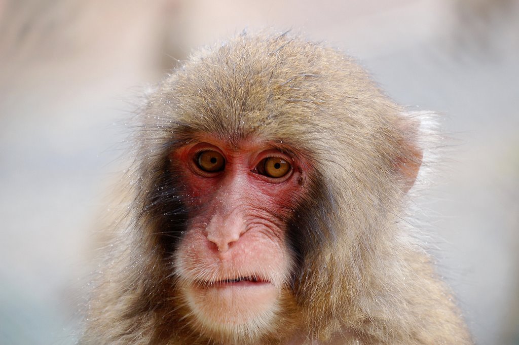 Kyoto: Ape with grim Face in Iwatayama Park by Stefan Philippsen