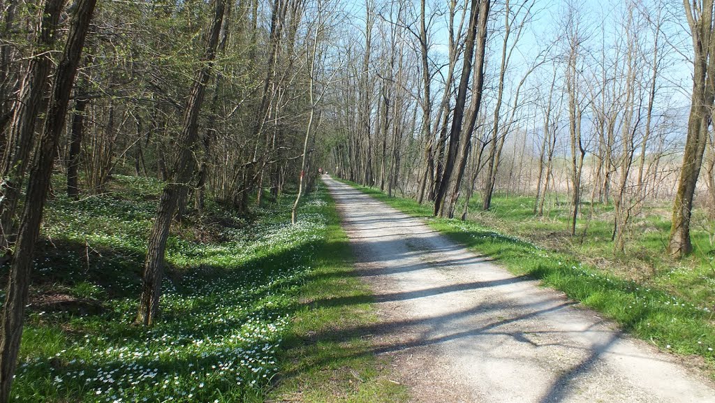 Raccordo Ciclabili Laghi Varese e Comabbio by Bestetti Enrico