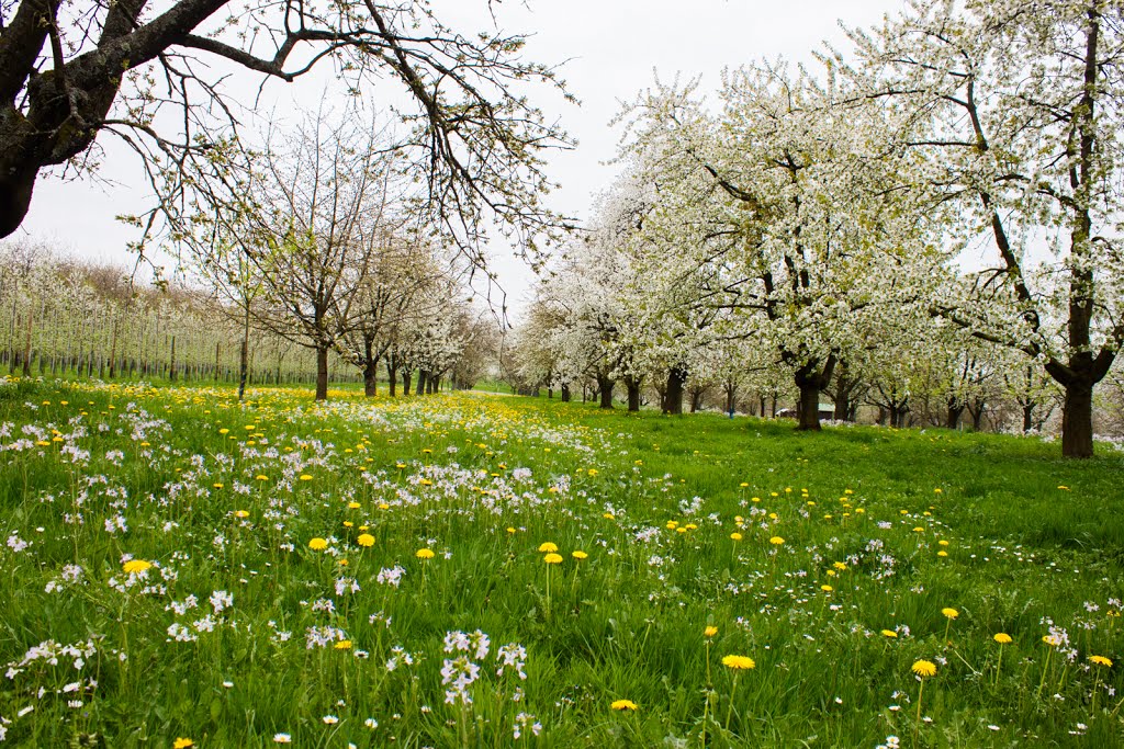 Cherry blossoms by aurel.ebel