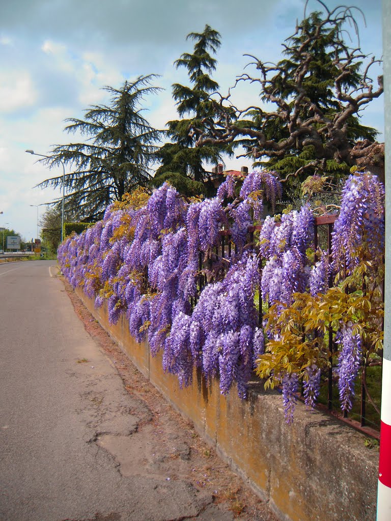 Faenza - Via Giuliano da Maiano - Glicine/ Wisteria (21/04/2013) by esse est reminisci (SAVE PANORAMIO)