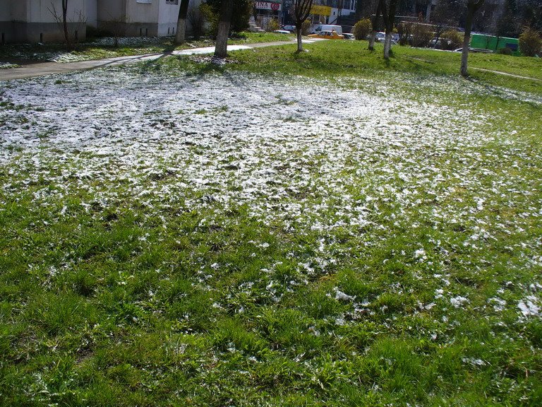 TgMures - Tudor - spring snow - green & white by jeffwarder