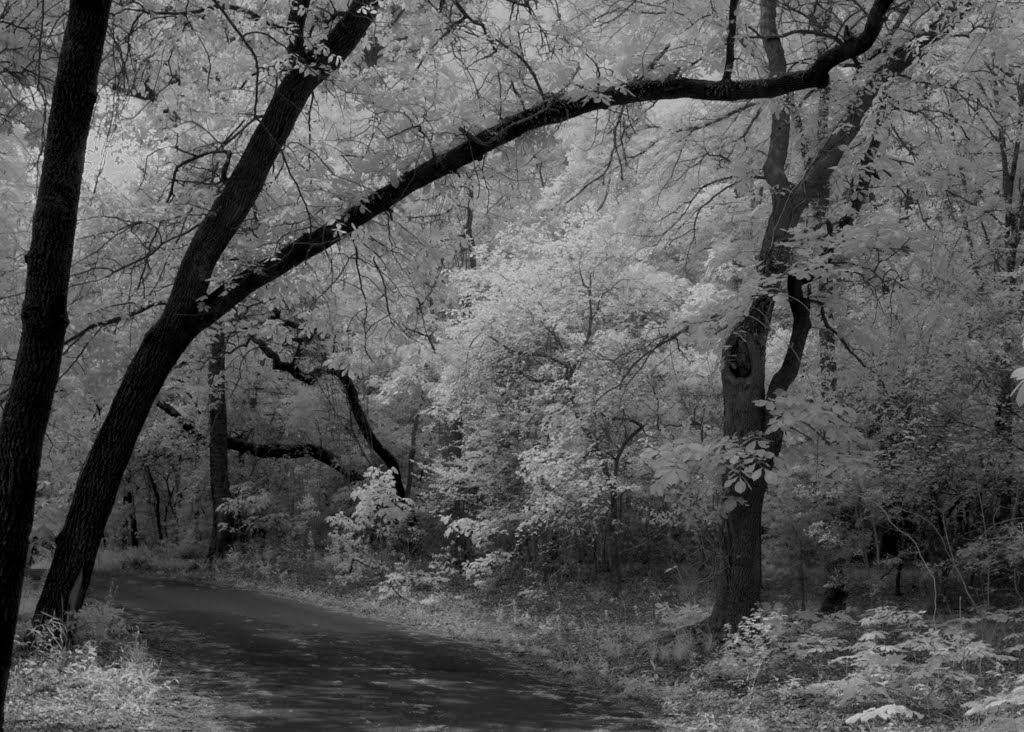 Twisted Trees along a Twisting Trail by smoobooty