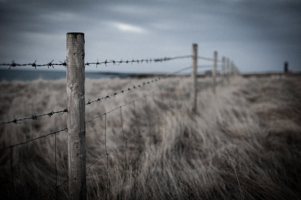 Fence by Mark Simms