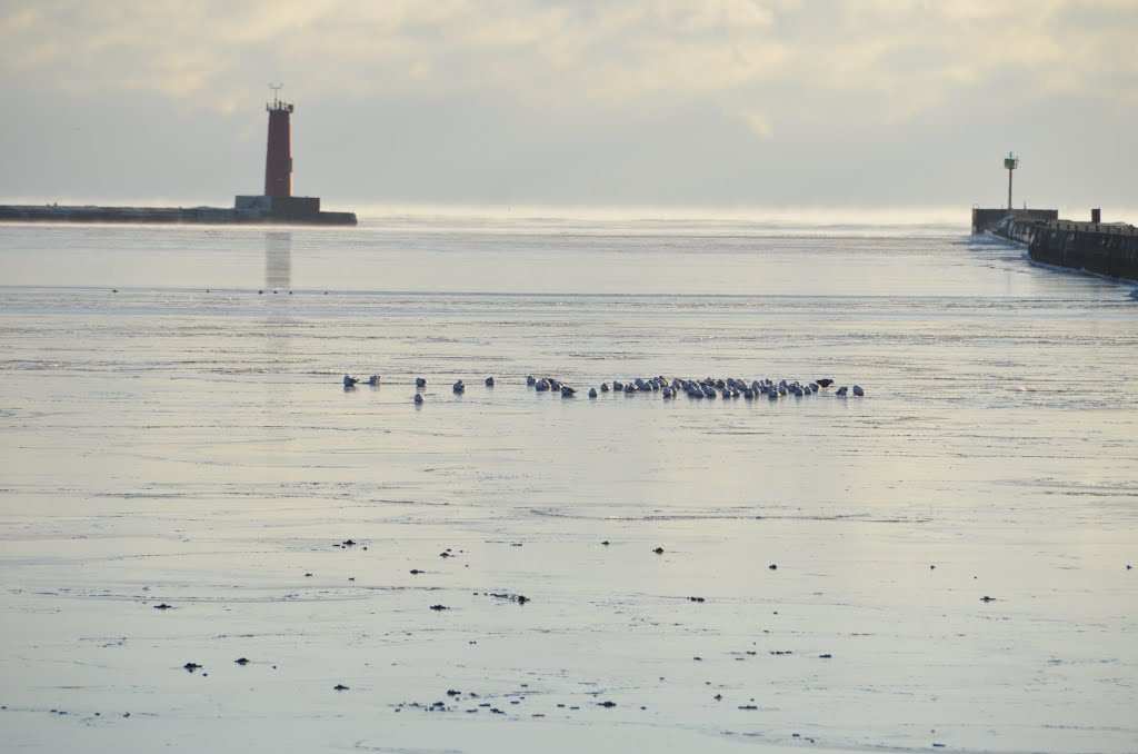 Gulls on flat water by Greg Barrett