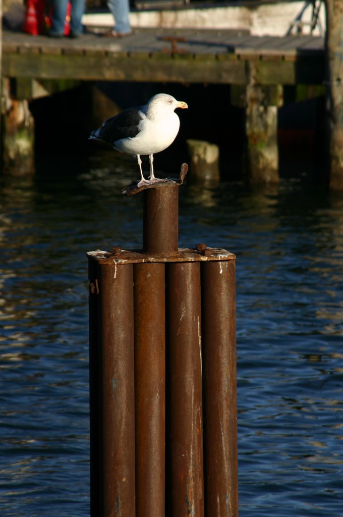 Eine Möwe im Hafen von Sassnitz auf Rügen by alena28