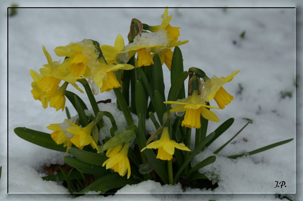 Daffodils for DeEtte by Jörg Petersen