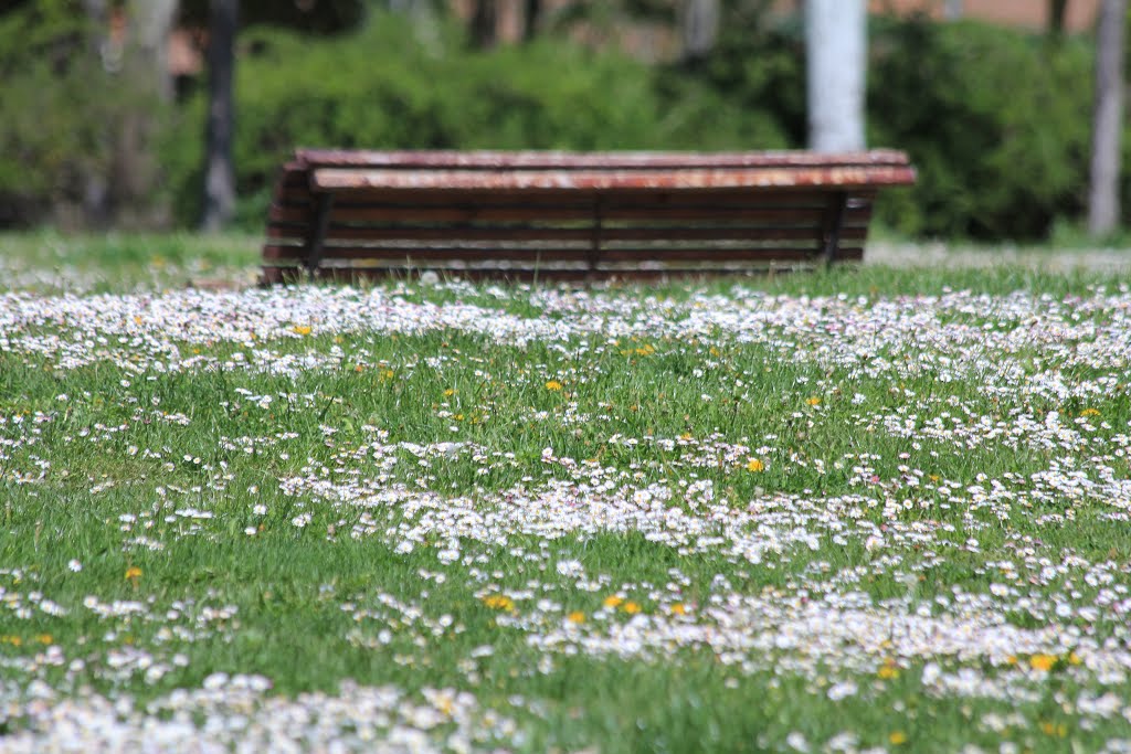 Flores de primavera en Villa del Prado by RA Melgar