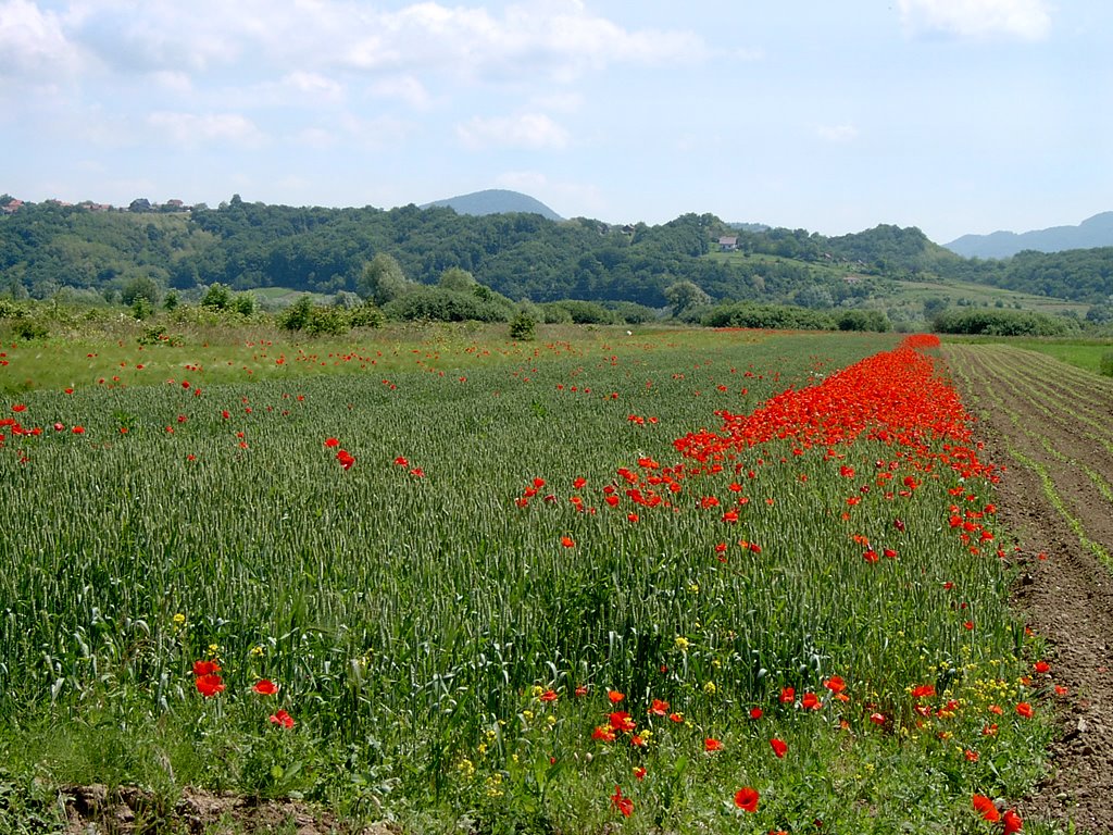 Poppy meadow by Piotr Hornung