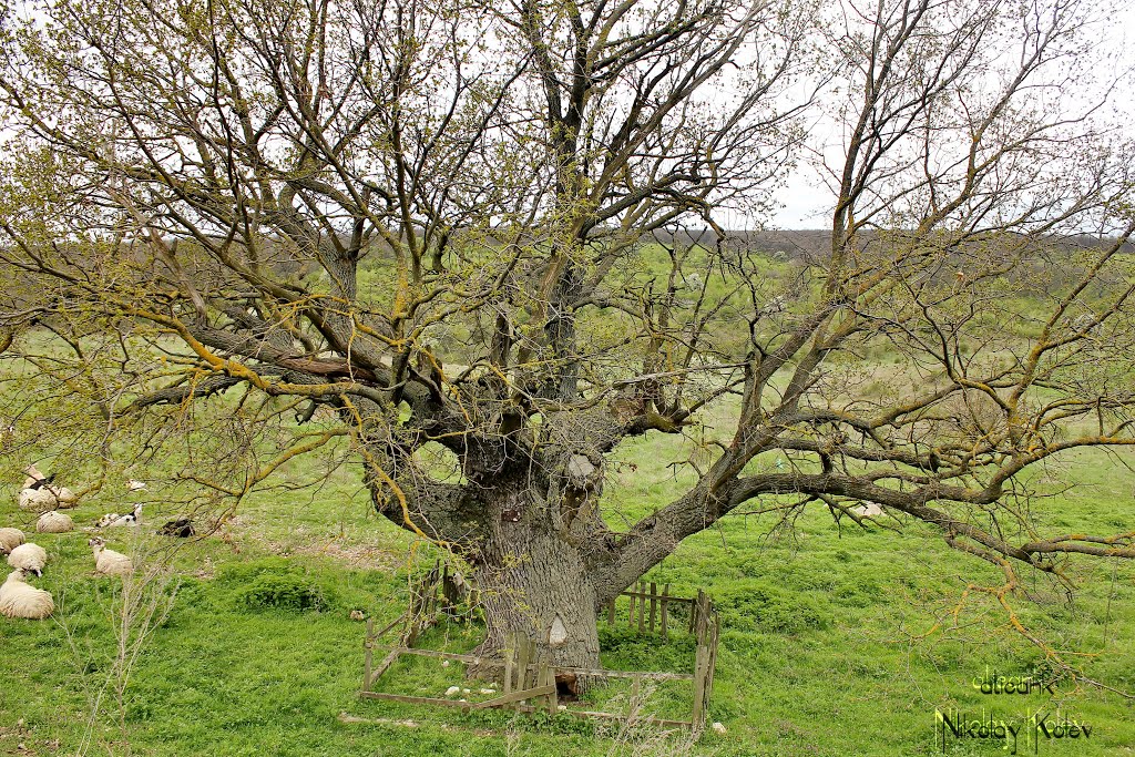 The venerable Oak in place Dry fountain near Alfatar town by aticank