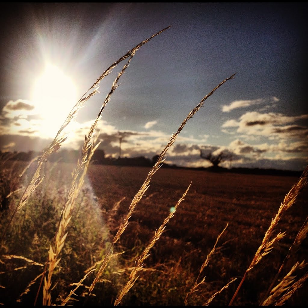 Grass in the Breeze by DrAish