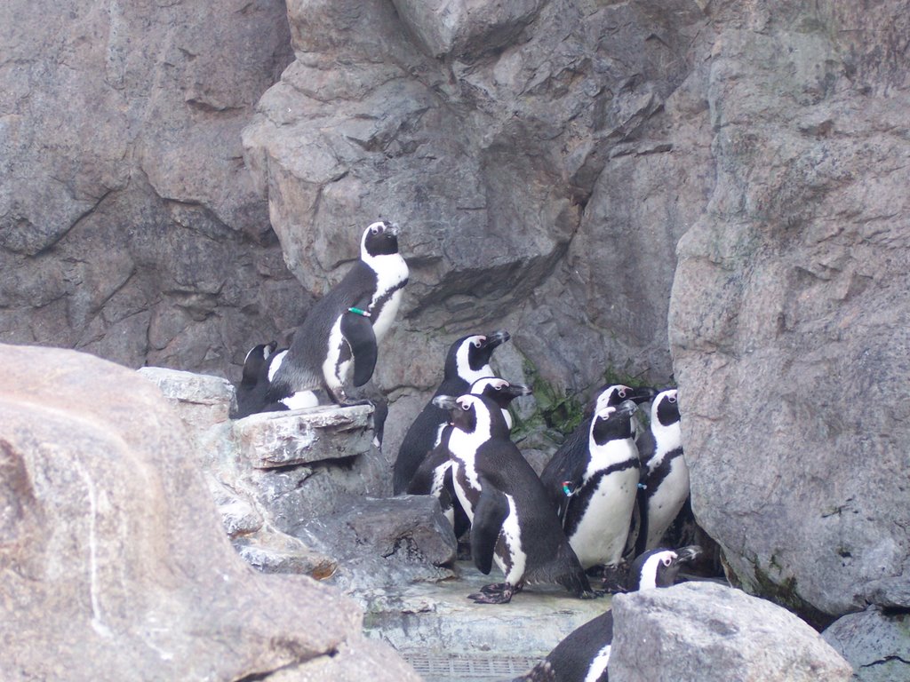 Penguins at mystic aquarium by roccotupas