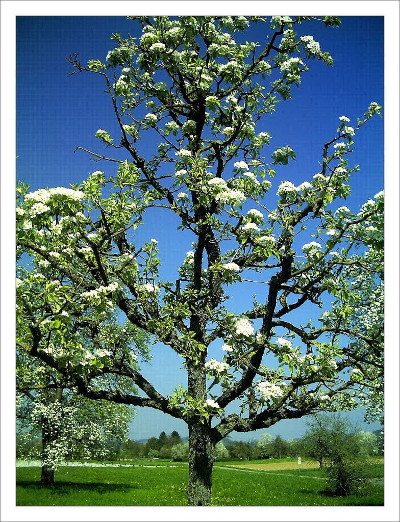 April Glottertal Spring - Mythos Black Forest Photography 2013 by jettcom