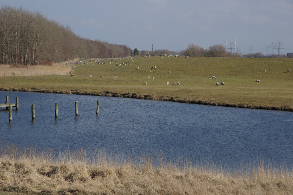 Schafe auf dem Deich am Hooksieler Binnentief by Jürgen Düring