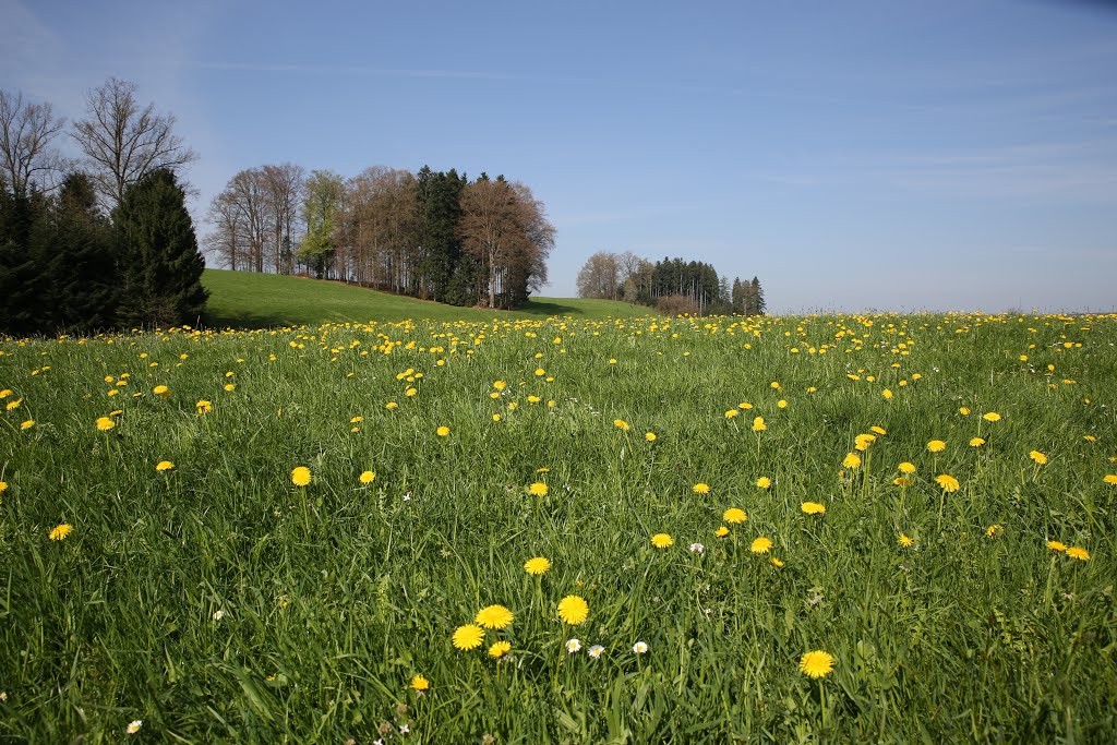 Der Frühling ist eingegekehrt! by rudolf dubs