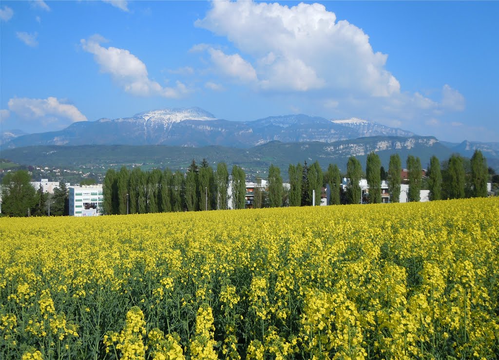 Croix Morin, Fleurs et Chartreuse (Voiron 2013) by IZYLOWSKI Romain