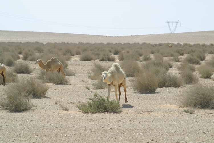 الغنثر by saleemhajjar