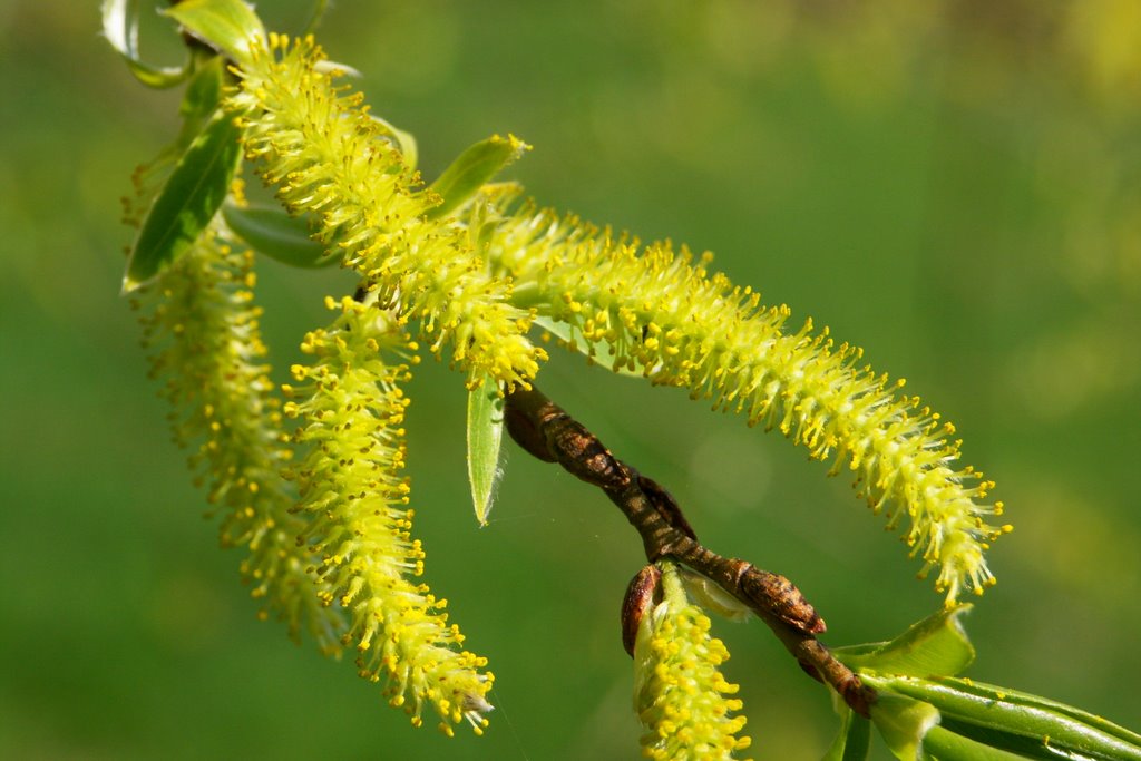 Frühling by Der SIGGY