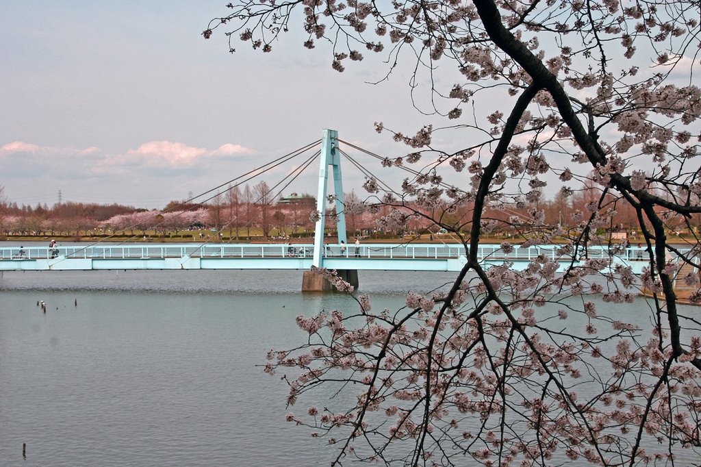 Cherry blossoms 29 Mar by CLAUDIO KEN