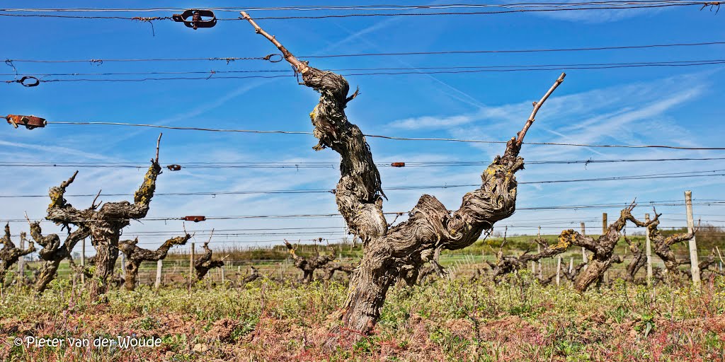 Chenin-blanc, Quarts-de-Chaume by Pieter van der Woude