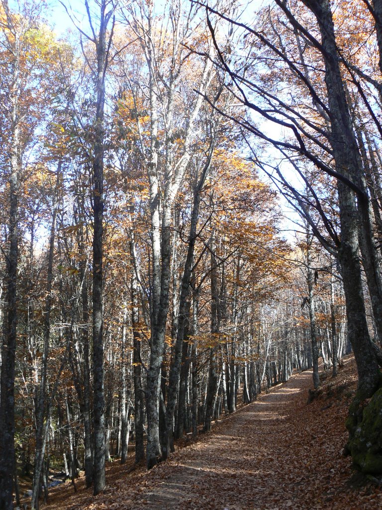 Camino del Castañar by javferrod