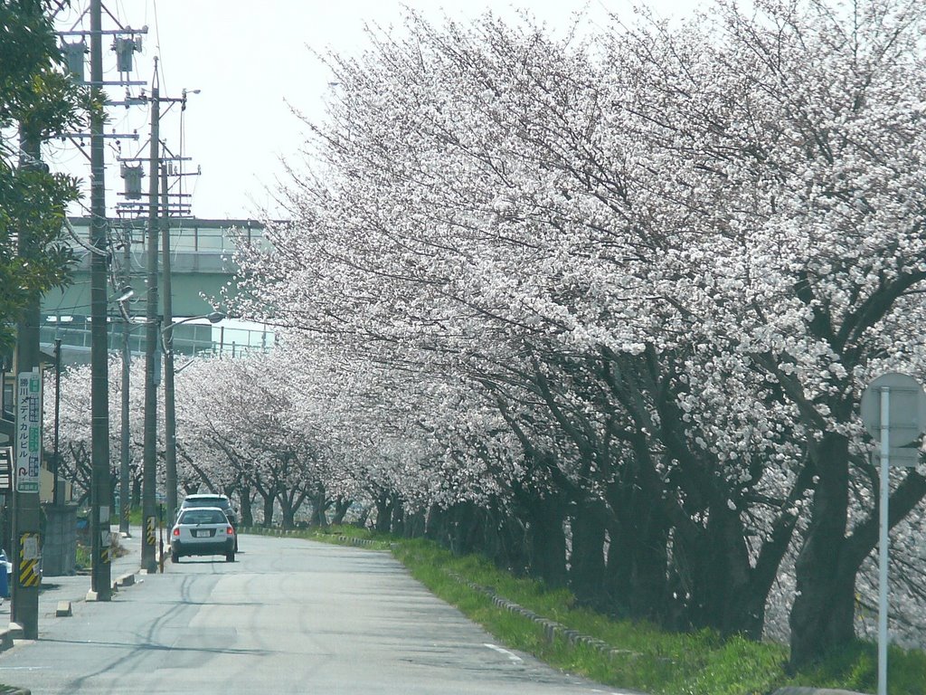 SAKURA 地蔵川の桜 by h-miz