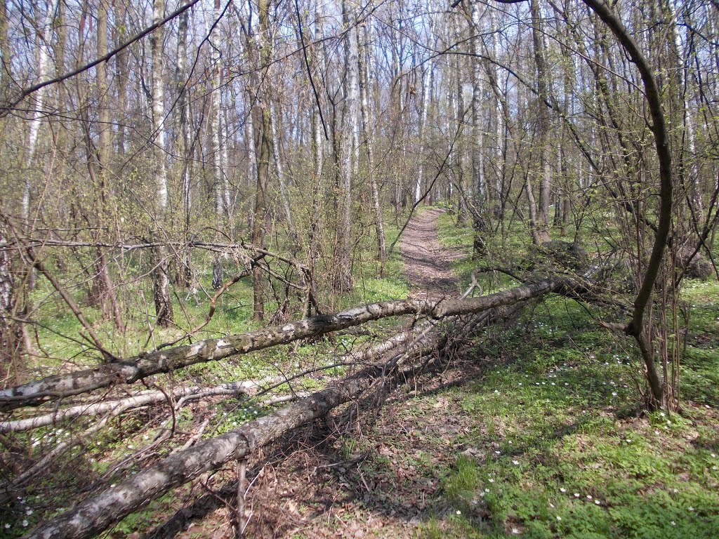 Wieliczka - a forest near Modrzewiowa street by wuhazet