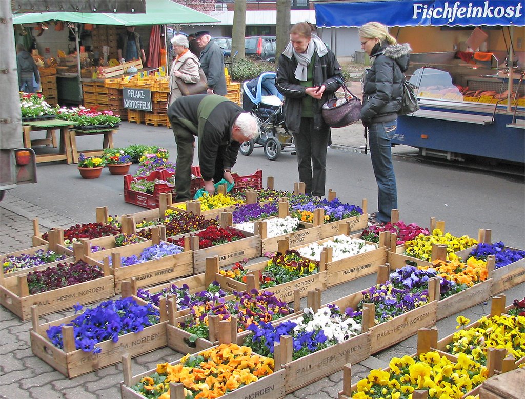 Blumenhändler mit Stiefmütterchen auf dem Wochenmarkt in Uetersen by Juliane Herrmann