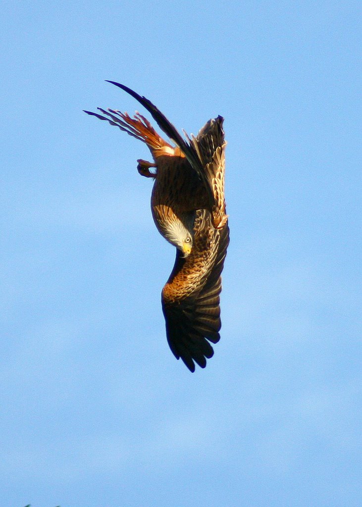 RED KITE 1 by SHARKY2000