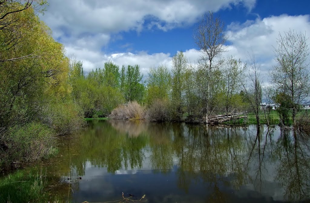 Natures mirror by Neale J