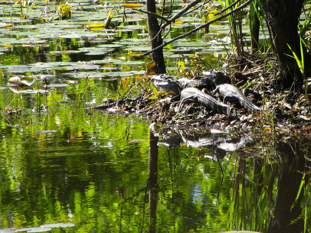 Young alligators by Ronald Losure