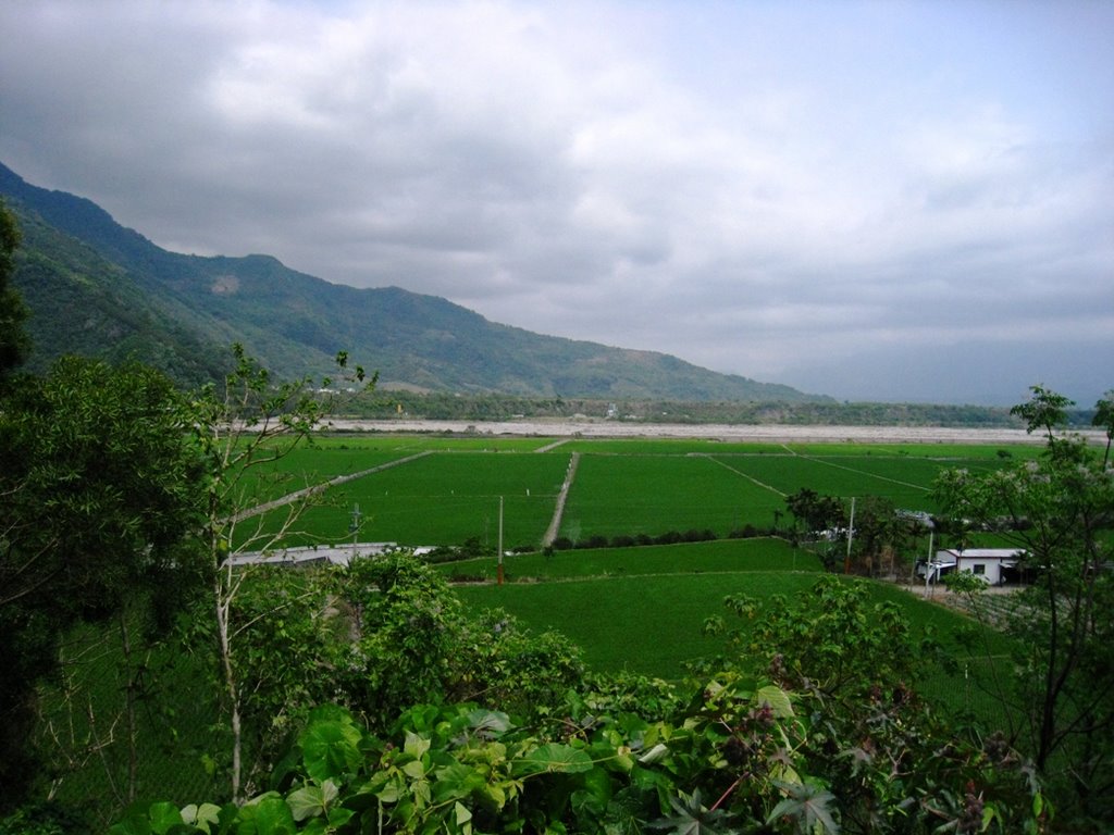 (Min)Rice fields of Chulai-初來的田野 by 啟民(Min)