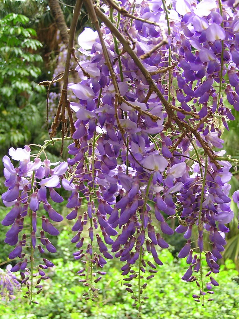 Glicinia, Jardín Botánico de la Concepción by _Oscar_00