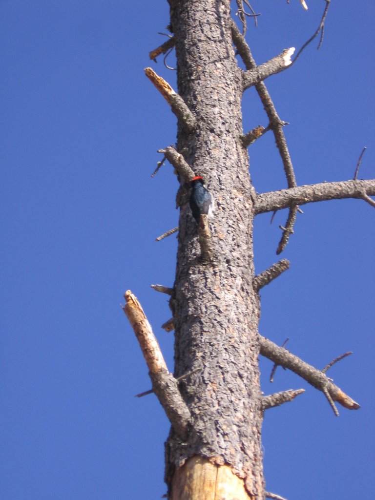 Woodpecker at Bonito Lake by trevino