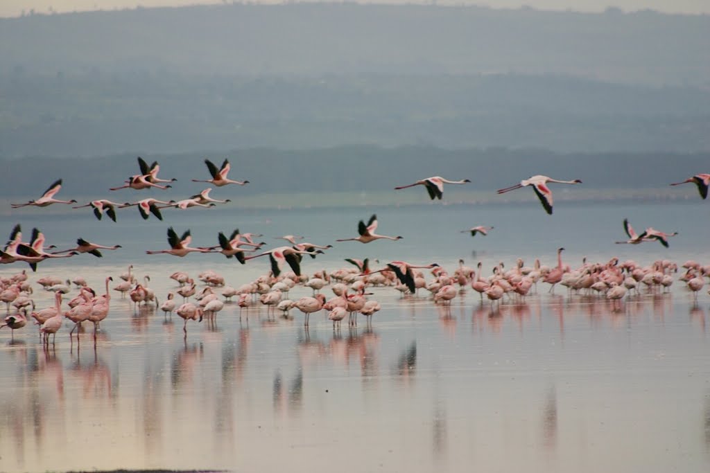 Flamencos en el Lago Nakuru. Kenia. by María Fernando