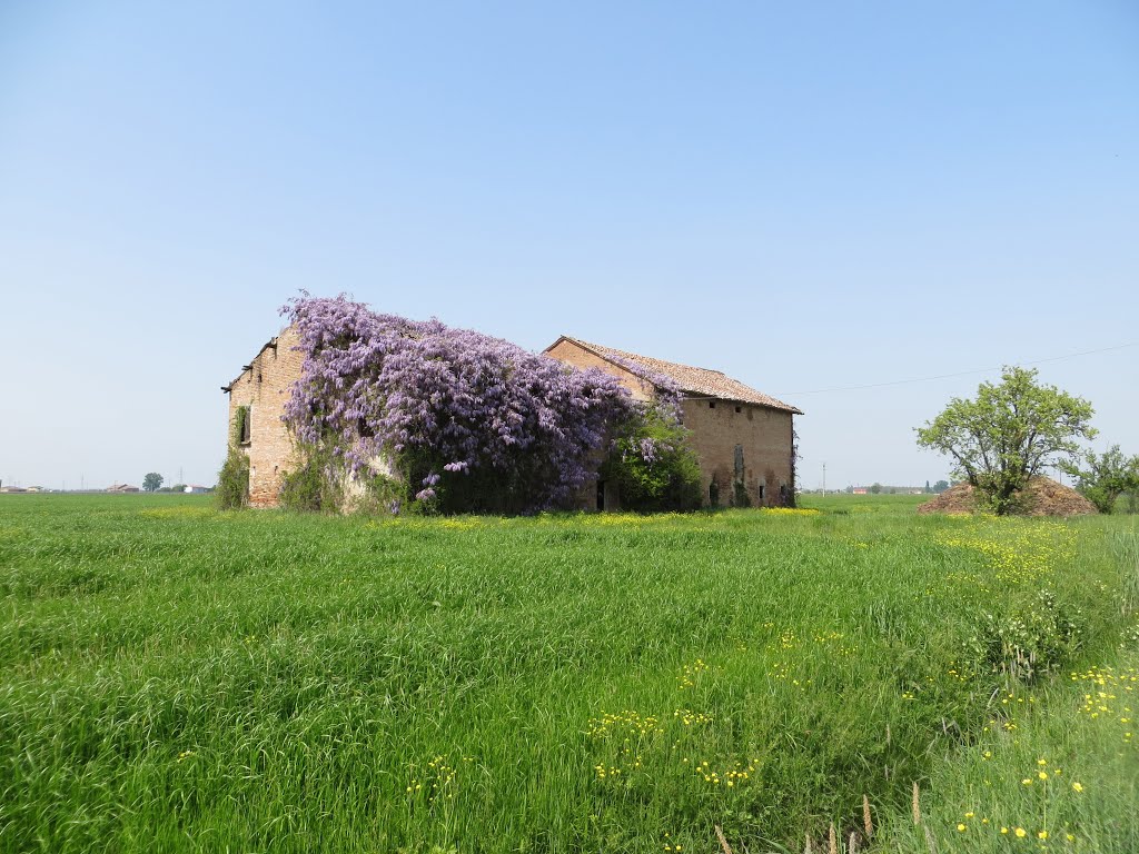 Casa colonica e glicine by sgabo