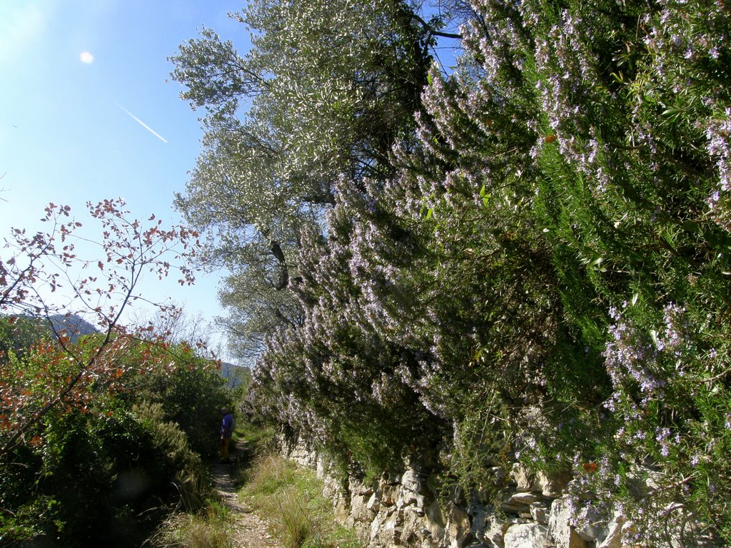 Rosmarino in fiore by © Laura - Mycol