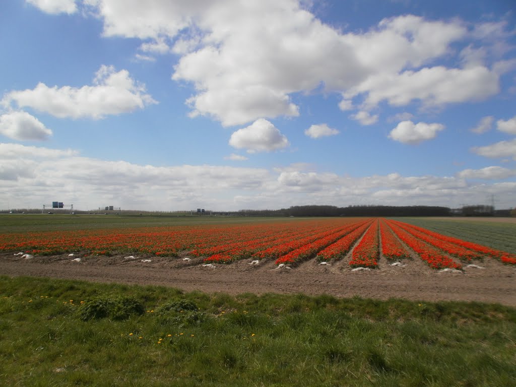 Tulpenveld in Almere by harold40