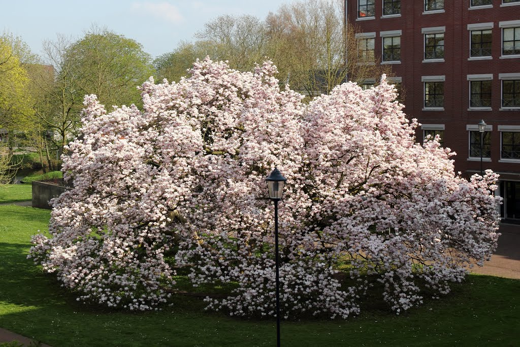 Magnolia in Torckpark - 25 april 2013 by Margaritha