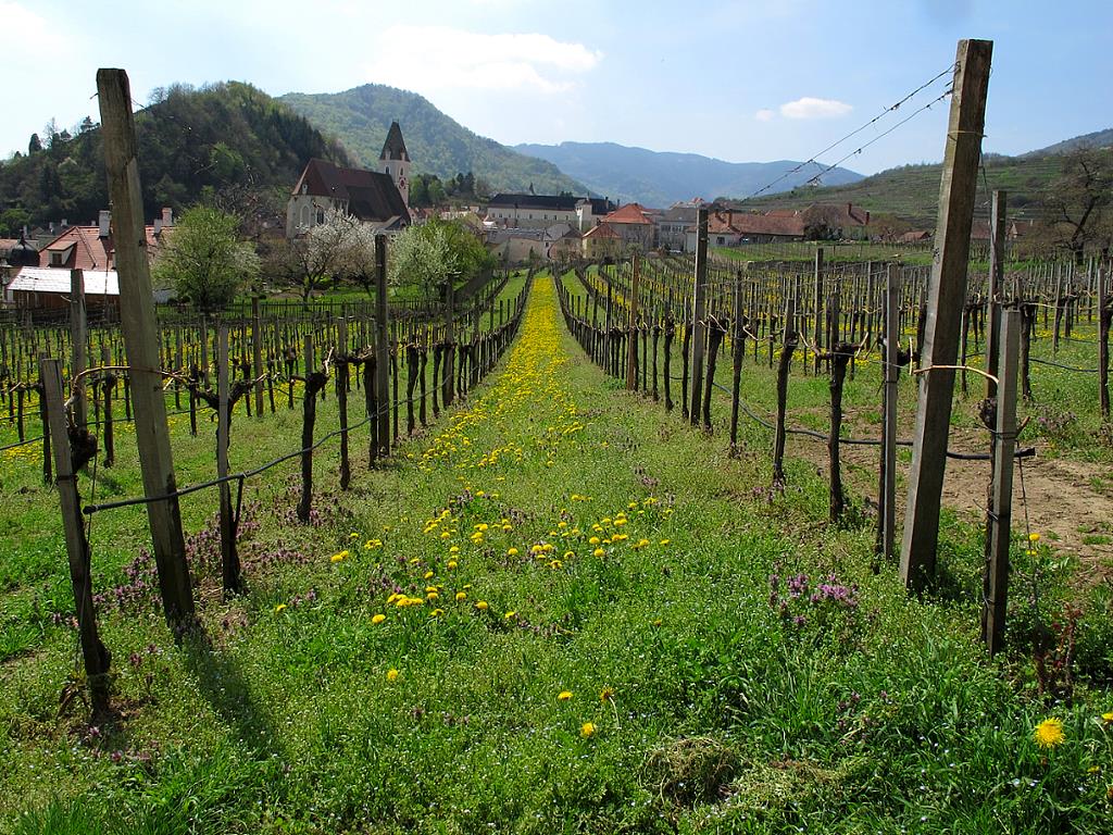 Frühling im Weingarten by cerambyx