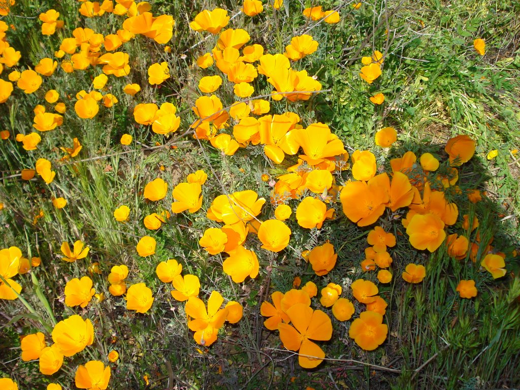 Calif. Poppy / off I-15/ Walker Canyon Rd. by JOHN RHW