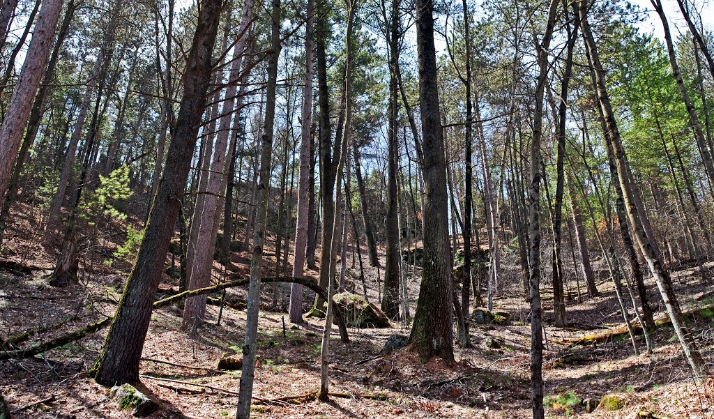 Castle Mound Pine Forest State Natural Area by Aaron Carlson