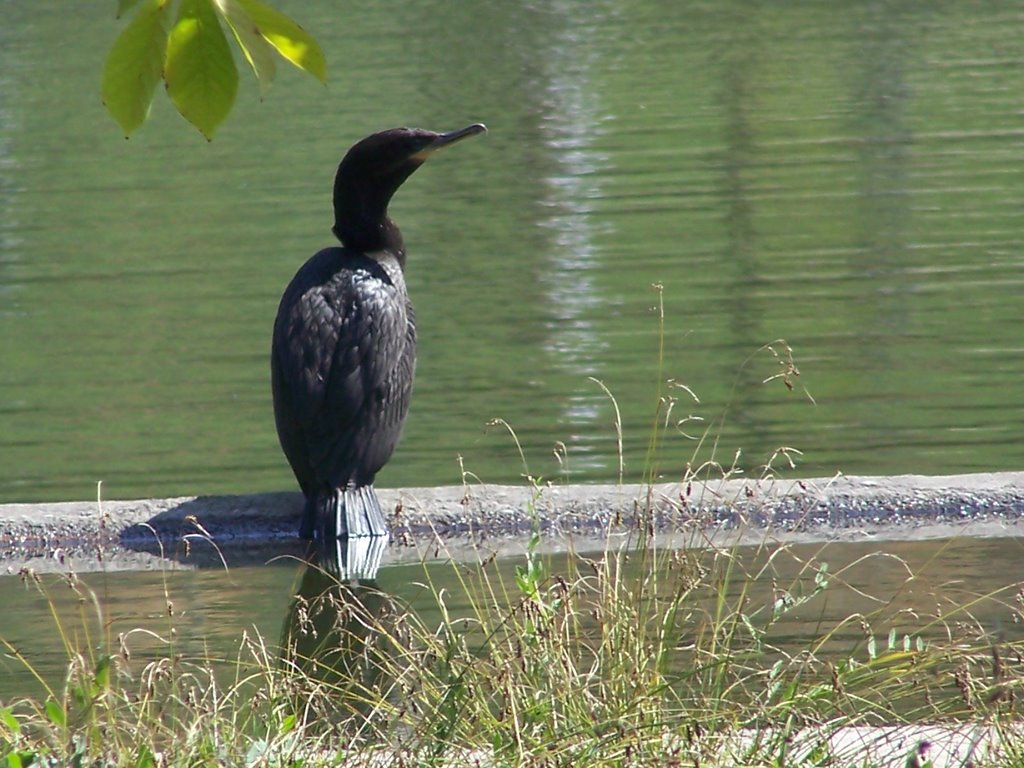 Cormorán de Parque Bicentenario (Vitacura) by Manuel Estay