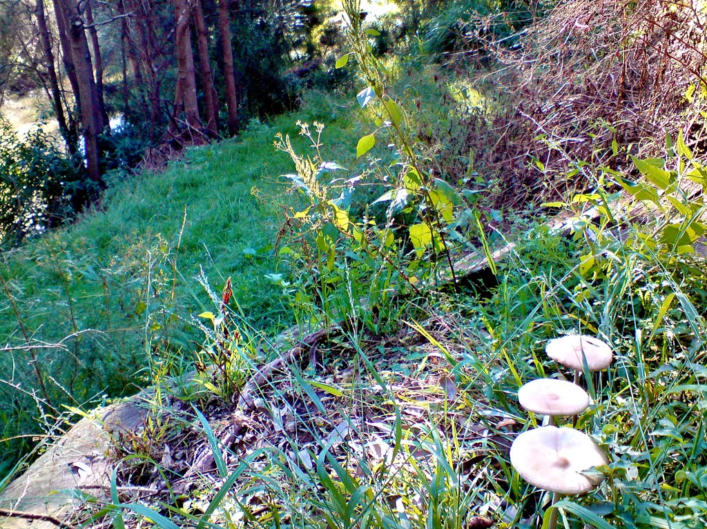 Winston Hills - Old Toongabbie , mushrooms displaying in shade during a sunny autumn afternoon ... by Michael Caine