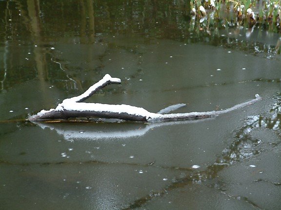 Snow covered branch in pond at Meanwood Park by Noseyinround