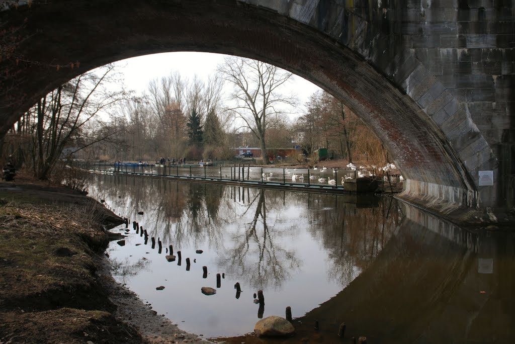 Alsterschwäne (1): Das Winterquartier am Mühlenteich by vp_hmbg-PRO PANORAMIO